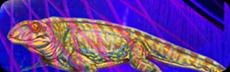 jerry trip lizard